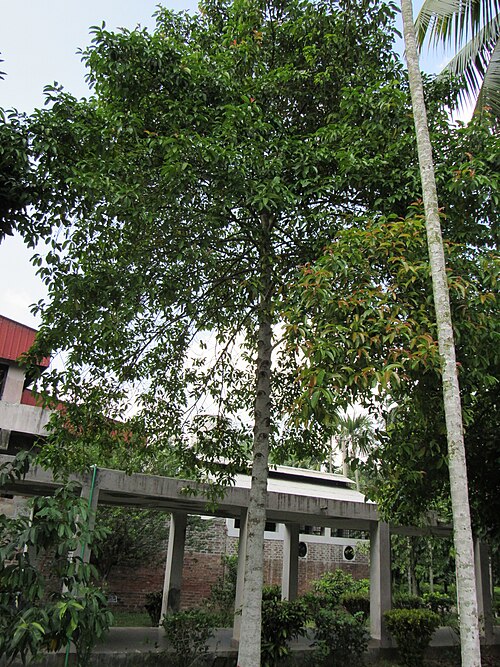 Mangostan: Garcinia mangostana (Mangosteen) tree in RDA, Bogra
