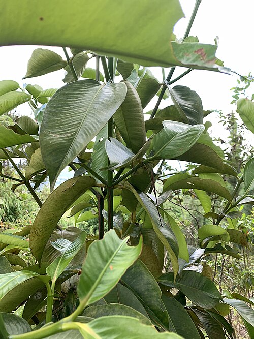 Mangostan: Mangosteen ( Garcinia mangostana ) in the Philippines