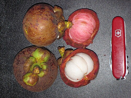 Mangostan: Indonesia: Sumatra, Aceh, Kutacane