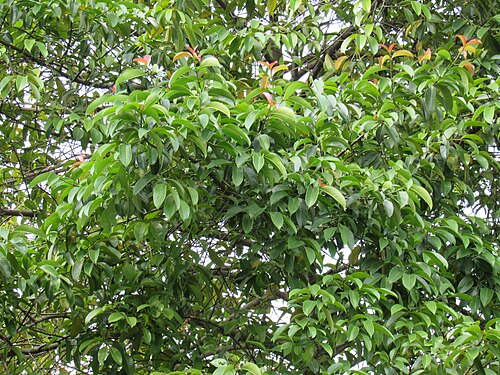 Mangostan: Garcinia mangostana (Mangosteen) leaves in RDA, Bogra