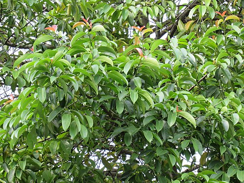 Mangostan: Garcinia mangostana (Mangosteen) leaves in RDA, Bogra