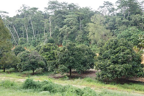 Mangostan: Field gene bank of Garcinia mangostana in Serdang, Selangor, Malaysia.