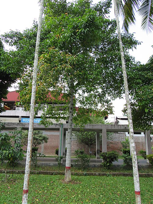 Mangostan: Garcinia mangostana (Mangosteen) tree in RDA, Bogra