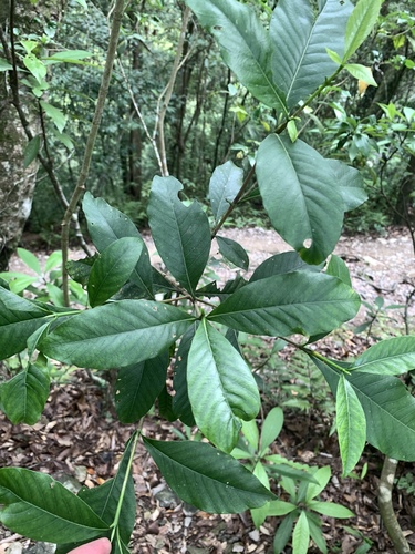 Cape jasmine (Gardenia jasminoides)