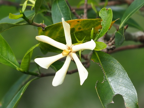 Cape jasmine (Gardenia jasminoides)