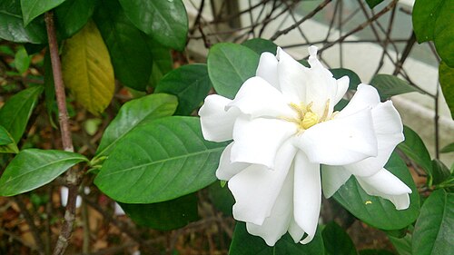 Cape jasmine: Gardenia jasminoides. Common names: Cape Jasmine. Common Gardenia. zhī zi (栀子) Chinese