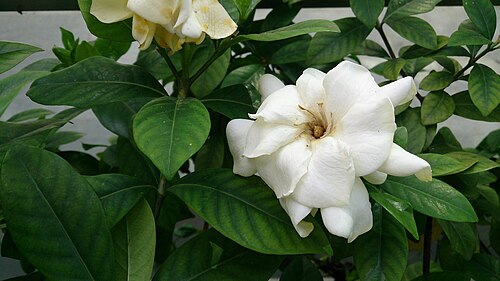 Cape jasmine: Gardenia jasminoides. Common names: Cape Jasmine. Common Gardenia. zhī zi (栀子) Chinese