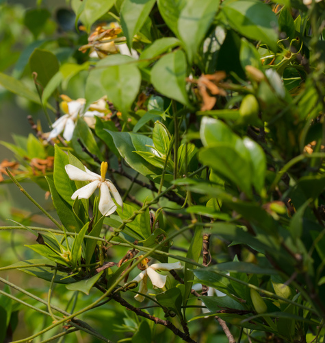 Cape jasmine (Gardenia jasminoides)