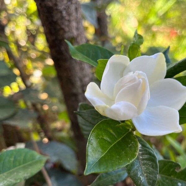Cape jasmine (Gardenia jasminoides)