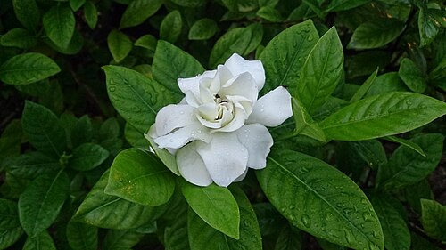 Cape jasmine: Gardenia jasminoides. Common names: Cape Jasmine. Common Gardenia. zhī zi (栀子) Chinese