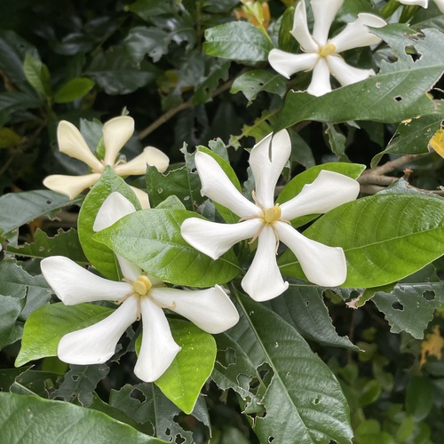 Cape jasmine (Gardenia jasminoides)