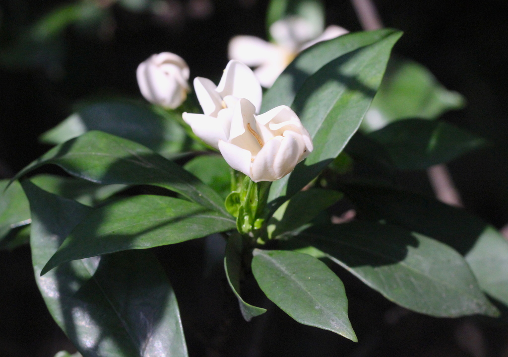 Cape jasmine (Gardenia jasminoides)