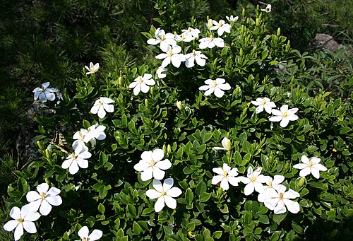 Cape jasmine: Gardenia jasminoides in Mount Yagi