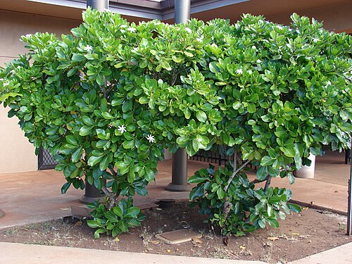 Tahitian gardenia: Gardenia taitensis (habit). Location: Maui, Lahaina Aquatic Center