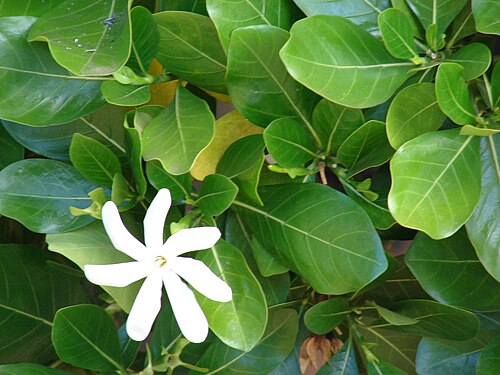 Tahitian gardenia: Gardenia taitensis (flower and leaves). Location: Maui, Lahaina Aquatic Center