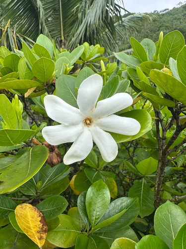 Tahitian gardenia (Gardenia taitensis)