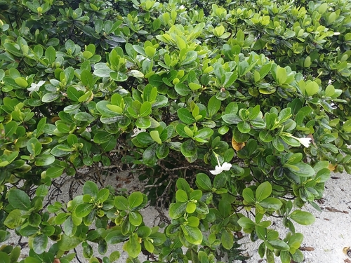 Tahitian gardenia (Gardenia taitensis)