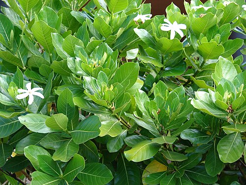Tahitian gardenia: Gardenia taitensis (flowers and leaves). Location: Maui, Lahaina Aquatic Center