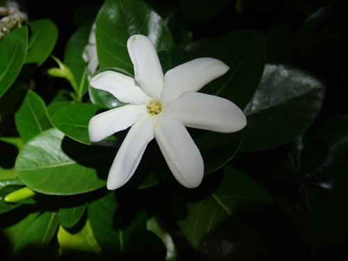 Tahitian gardenia (Gardenia taitensis)