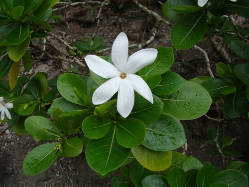 Tahitian gardenia (Gardenia taitensis)
