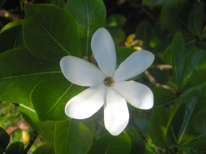Tahitian gardenia (Gardenia taitensis)
