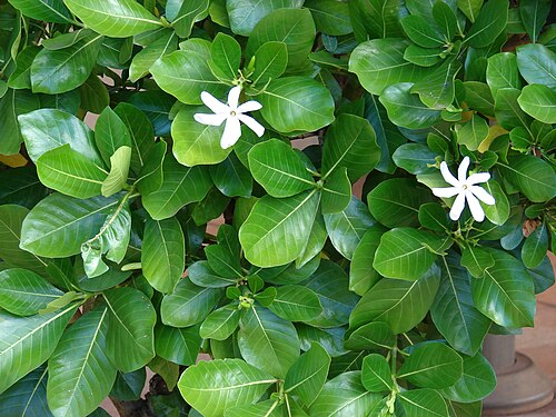 Tahitian gardenia: Gardenia taitensis (flowers and leaves). Location: Maui, Lahaina Aquatic Center