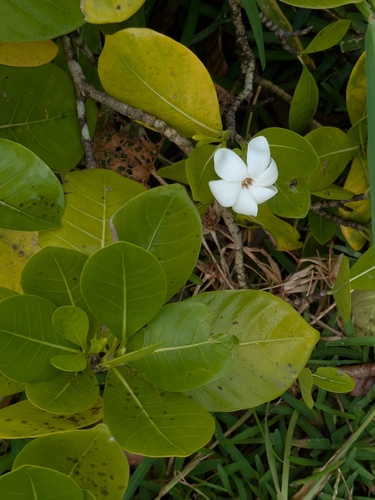 Tahitian gardenia (Gardenia taitensis)