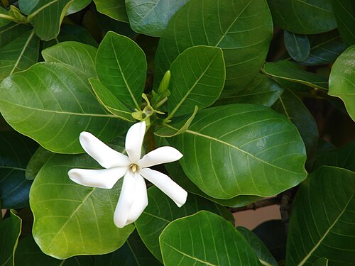 Tahitian gardenia: Gardenia taitensis (flower and leaves). Location: Maui, Lahaina Aquatic Center