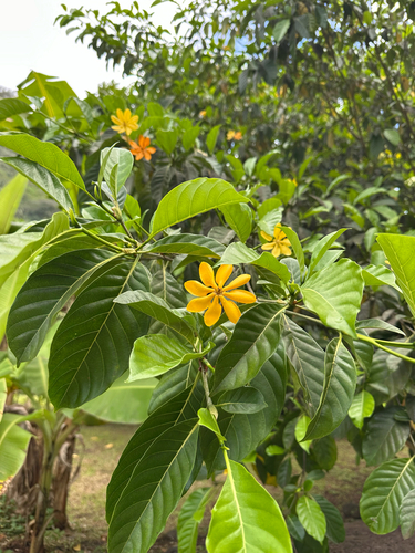 Tahitian gardenia (Gardenia taitensis)