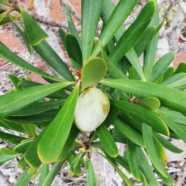Garnieria spathulifolia (Garnieria spathulifolia)