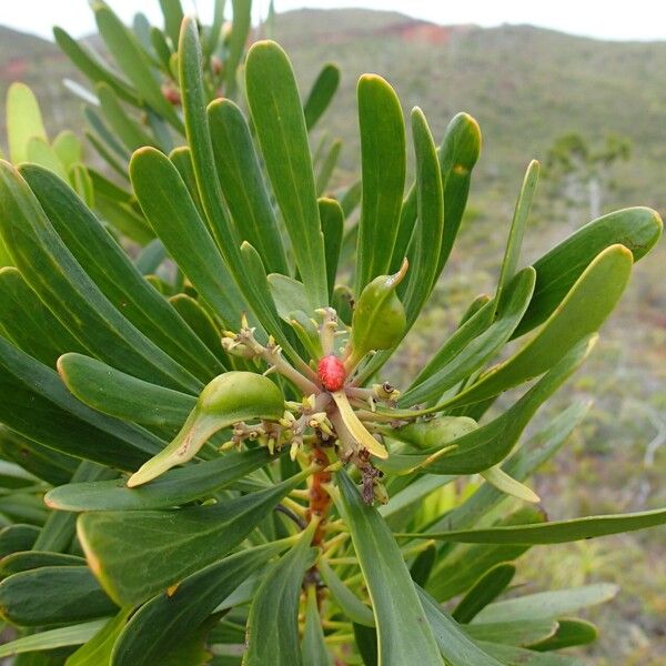 Garnieria spathulifolia (Garnieria spathulifolia)