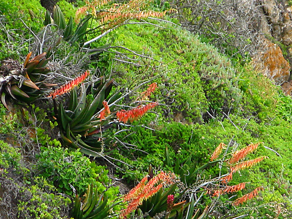 Gasteria acinacifolia (Gasteria acinacifolia)
