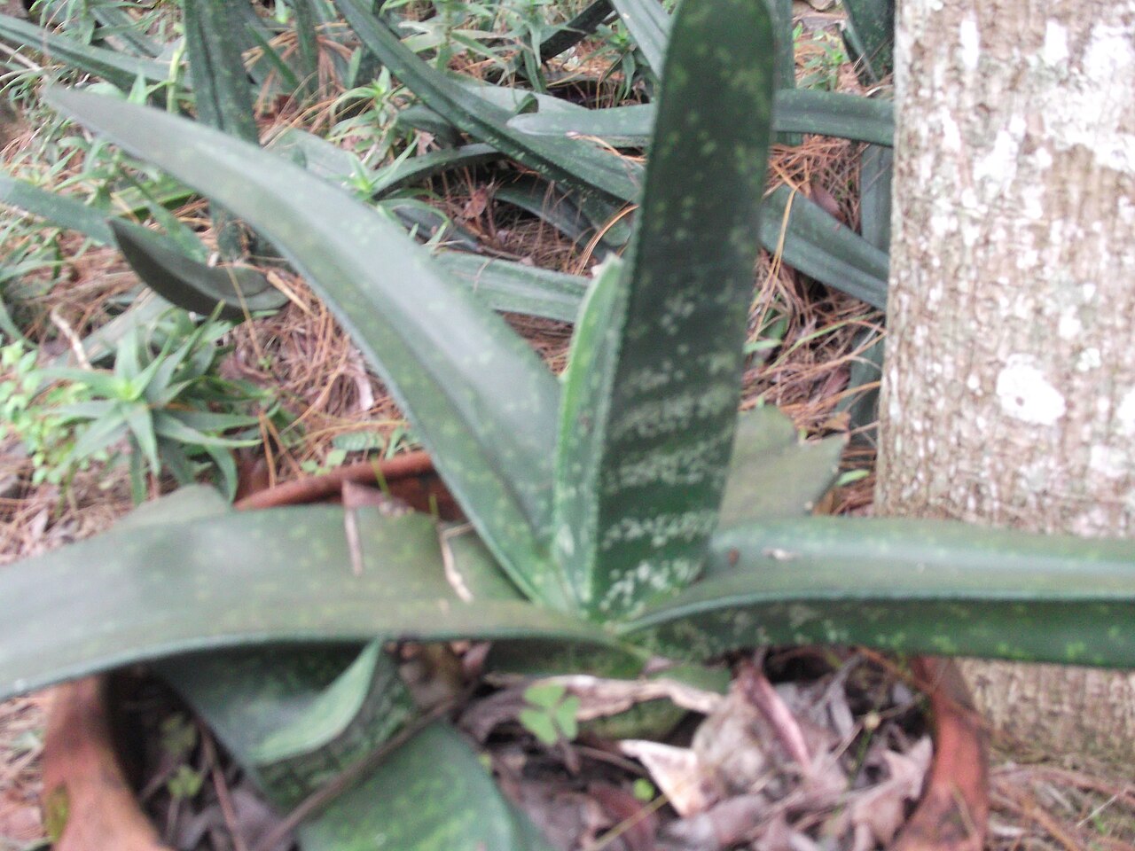 Gasteria acinacifolia: Thick succulents,fleshy leaves.