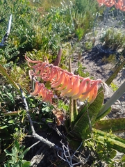Gasteria acinacifolia (Gasteria acinacifolia)