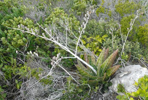 Gasteria acinacifolia (Gasteria acinacifolia)