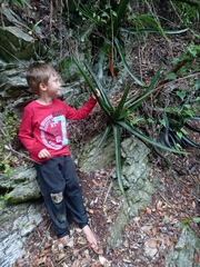 Gasteria acinacifolia (Gasteria acinacifolia)