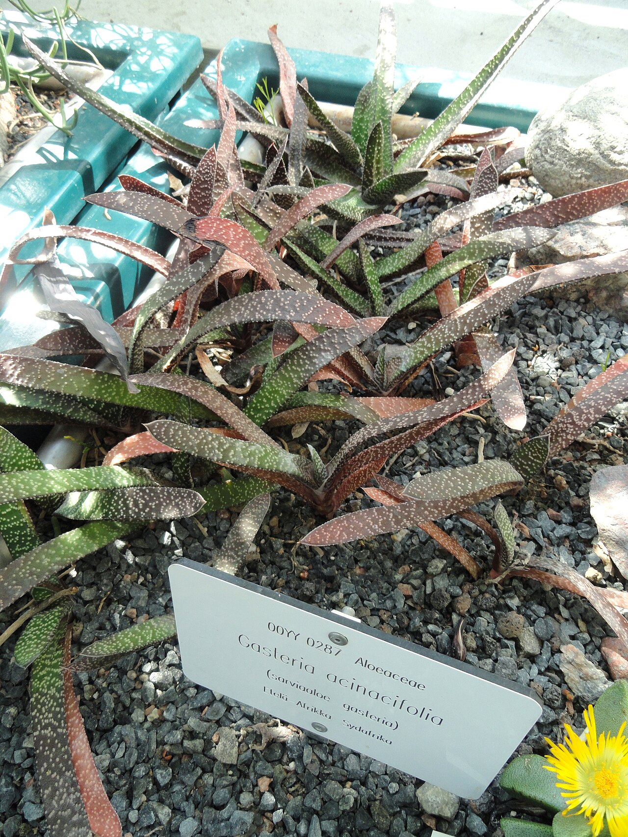 Gasteria acinacifolia: Botanical specimen. The University of Helsinki Botanical Garden at Kaisaniemi