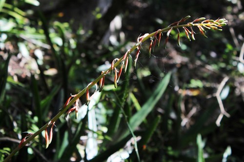 Gasteria acinacifolia (Gasteria acinacifolia)