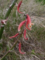 Gasteria acinacifolia (Gasteria acinacifolia)