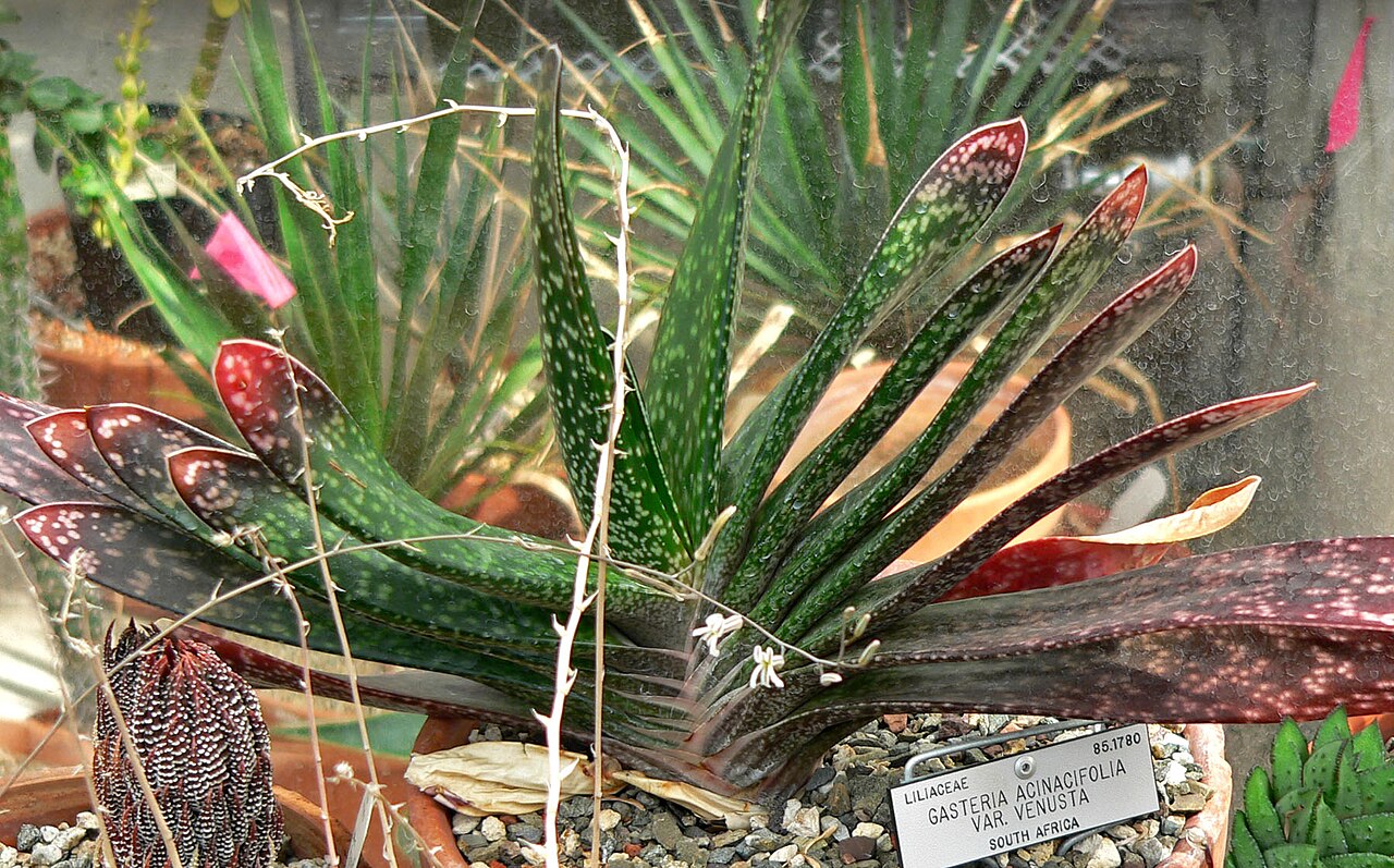Gasteria acinacifolia: Gasteria acinacifolia var. venusta at the University of California Botanical Garden , Berkeley, California