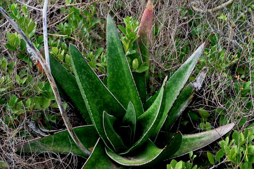 Gasteria acinacifolia (Gasteria acinacifolia)