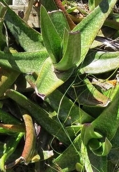 Gasteria acinacifolia: Gasteria acinacifolia in habitat