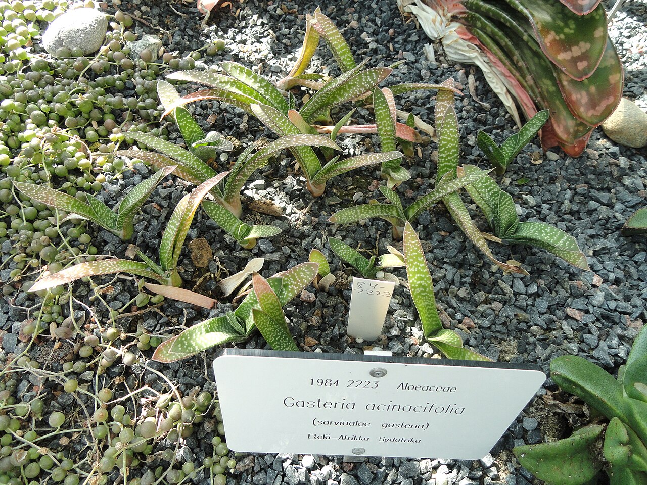 Gasteria acinacifolia: Botanical specimen. The University of Helsinki Botanical Garden at Kaisaniemi