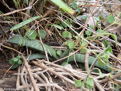 Gasteria batesiana (Gasteria batesiana)