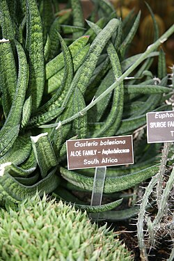 Gasteria batesiana: Gasteria batesiana