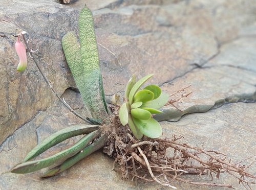 Gasteria batesiana (Gasteria batesiana)
