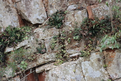 Gasteria batesiana (Gasteria batesiana)