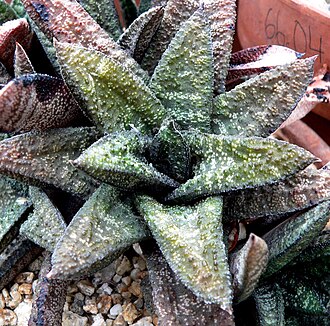 Gasteria batesiana: Photo of Gasteria batesiana at the University of California Botanical Garden