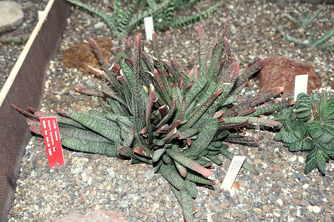 Gasteria baylissiana: Botanical specimen in the Botanischer Garten - Heidelberg, Germany.