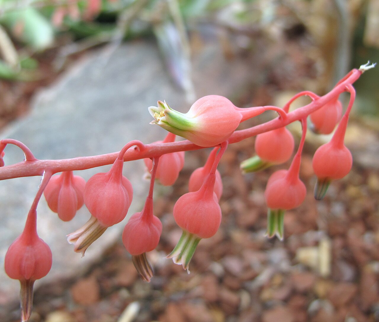 Gasteria baylissiana: Gasteria baylissiana , flowers